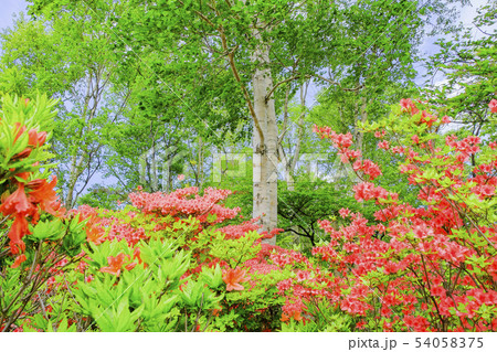 レンゲツツジとシラカバ 54058375