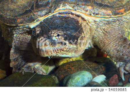 turtle head marine reptile slow monster animal eye 54059085
