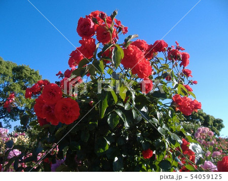 かよい丁公園 赤い薔薇 ブーケ かよい丁公園 赤い薔薇 ブーケ 54059125