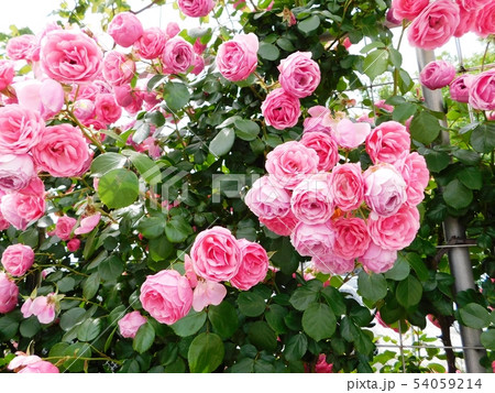 山口宇部空港の薔薇苑に咲くポンポネッラ 54059214