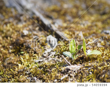 苔の間から顔を出す芽 右寄り 苔の間から顔を出す芽 右寄り 54059394