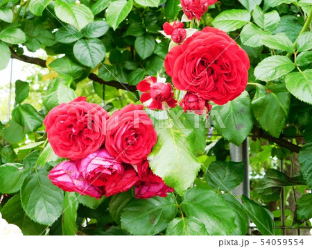 山口宇部空港の薔薇苑に咲くロートケプヘン 山口宇部空港の薔薇苑に咲くロートケプヘン 54059554