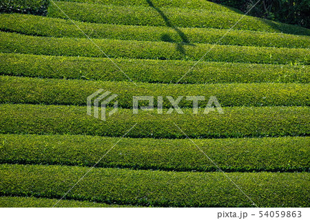 茶畑 (香川県三豊市高瀬) 茶畑 (香川県三豊市高瀬) 54059863
