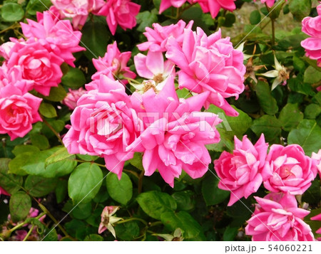 山口宇部空港の薔薇苑に咲くピンクダブルノックアウトの写真素材