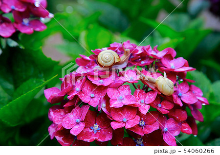 カタツムリ 54060266