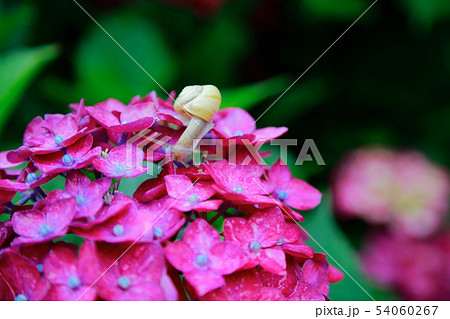 カタツムリ 54060267