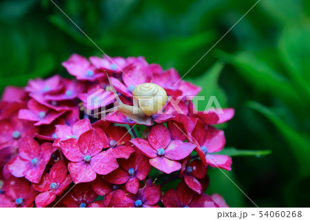 カタツムリ カタツムリ 54060268