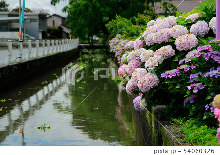 紫陽花 54060326