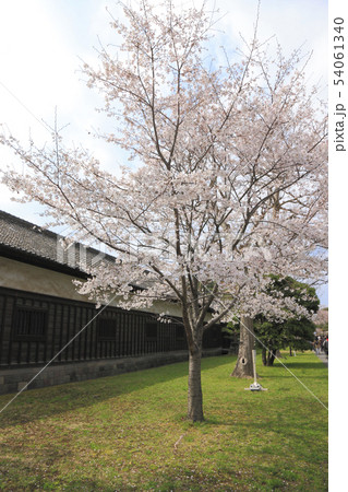 門長屋と桜 皇居 乾通り 54061340