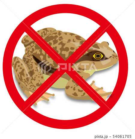 シロアゴガエルのイラスト シロアゴガエルのイラスト 54061705