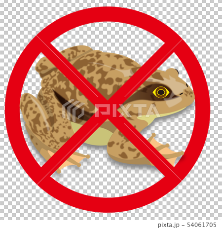 シロアゴガエルのイラスト シロアゴガエルのイラスト 54061705