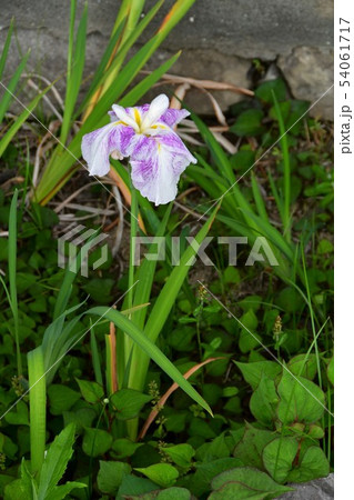 雨の松濱軒 雨の松濱軒 54061717