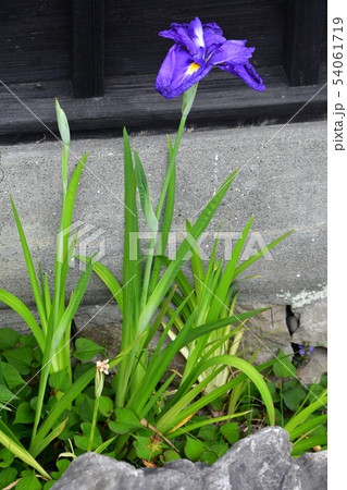 雨の松濱軒 雨の松濱軒 54061719