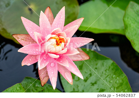 修練 蓮 花 54062837