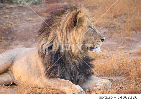 百獣の王の休息 百獣の王の休息 54063326