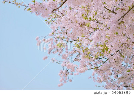 桜 桜 54063399
