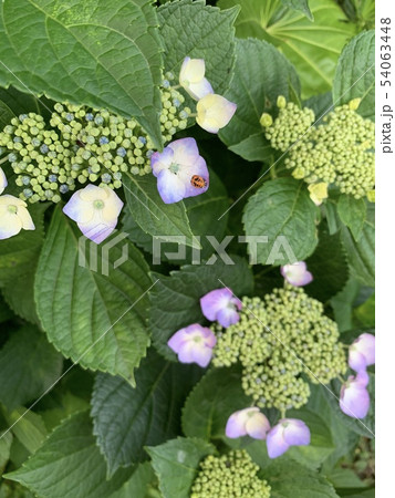 紫陽花(と昆虫)/hydrangea & an insect 紫陽花(と昆虫)/hydrangea & an insect 54063448