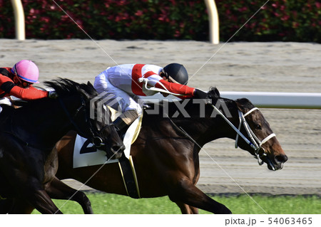 競馬場 競馬場 54063465