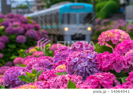 井の頭線と紫陽花の写真素材