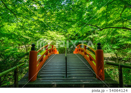 京都 北野天満宮 もみじ苑の鶯橋 新緑 京都 北野天満宮 もみじ苑の鶯橋 新緑 54064124