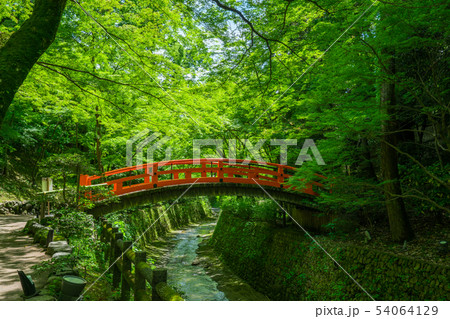 京都 北野天満宮 もみじ苑の鶯橋 新緑 京都 北野天満宮 もみじ苑の鶯橋 新緑 54064129