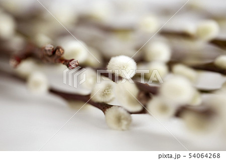 close up of pussy willow branches on white 54064268