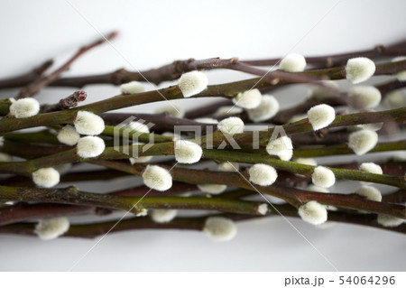 close up of pussy willow branches on white 54064296