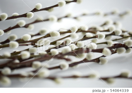 close up of pussy willow branches on white 54064339