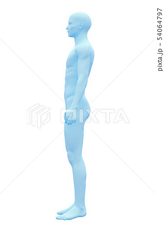 男性の体, 全身, ボディ 男性の体, 全身, ボディ 54064797