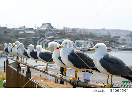 【青森県八戸市蕪島】うみねこ達の静寂のひと時 【青森県八戸市蕪島】うみねこ達の静寂のひと時 54066544