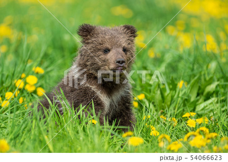 Brown bear cub playing on the summer field 54066623