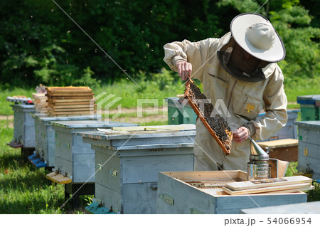 Beekeeper inspecting honeycomb frame at apiary at the summer day. Man working in apiary. Apiculture 54066954