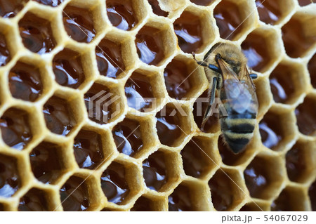 Macro photo working bee on honeycells. Concept of beekeeping. 54067029
