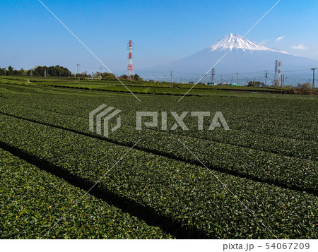 富士山と茶畑 54067209