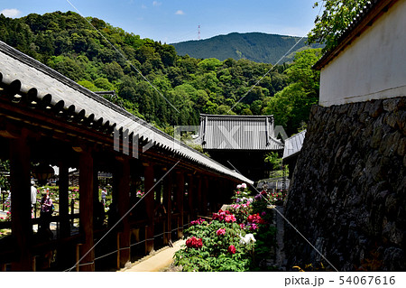 長谷寺 54067616