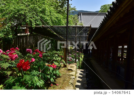 長谷寺 長谷寺 54067641