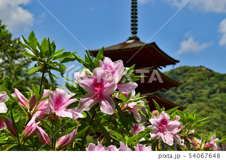 長谷寺 長谷寺 54067648