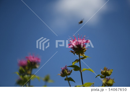 タイマツバナ 54067650