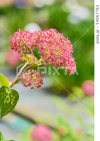 アジサイ（ピンクアナベル） 54067763