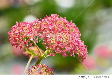 アジサイ（ピンクアナベル） 54067764