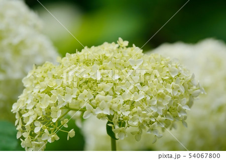 アジサイ　（アナベル） 54067800