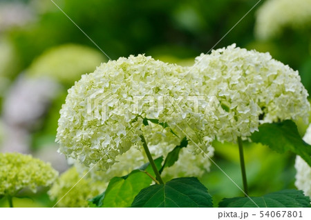 アジサイ　（アナベル） 54067801
