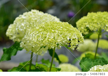 アジサイ (アナベル) アジサイ (アナベル) 54067803