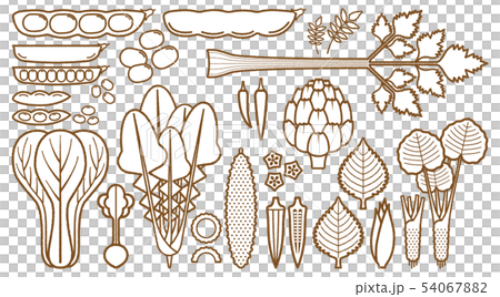 蔬菜_變種 蔬菜_變種 54067882