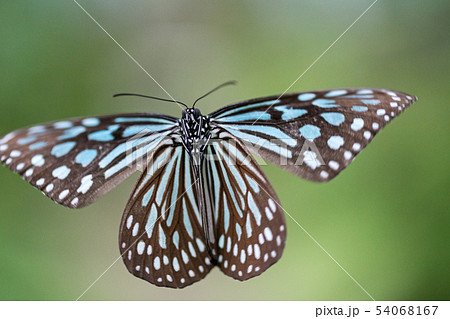 マダラ蝶 54068167