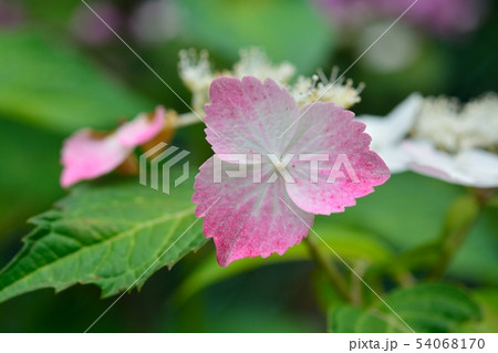 アジサイ （ヤマアジアイ） 54068170