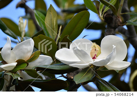泰山木の花 泰山木の花 54068214