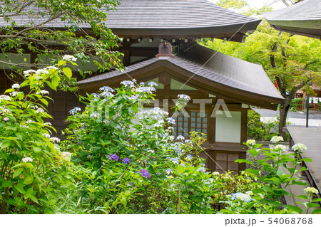 東京都 日野市 高幡不動尊 あじさい祭りの風景 東京都 日野市 高幡不動尊 あじさい祭りの風景 54068768