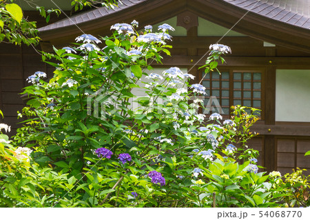 東京都　日野市　高幡不動尊　あじさい祭りの風景 54068770