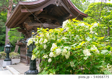 東京都 日野市 高幡不動尊 あじさい祭りの風景 東京都 日野市 高幡不動尊 あじさい祭りの風景 54068775